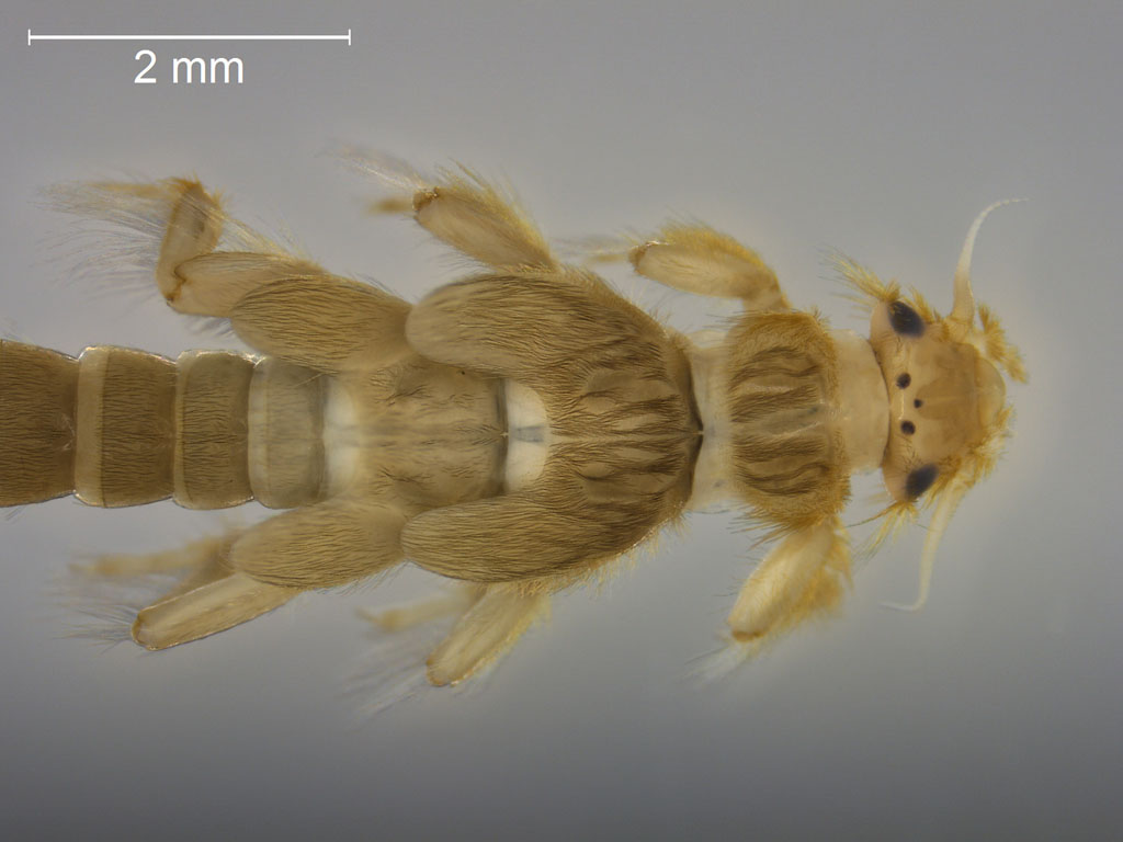 Isoptena serricornis